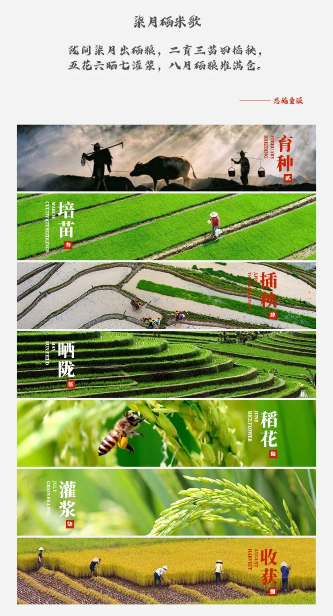 恩施富硒大米直播(恩施富硒米哪个品牌好)-硒宝网