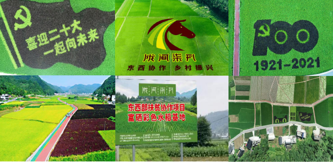 恩施富硒大米直播(恩施富硒米哪个品牌好)-硒宝网