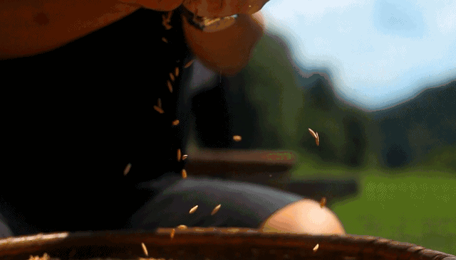 恩施富硒大米直播(恩施富硒米哪个品牌好)-硒宝网