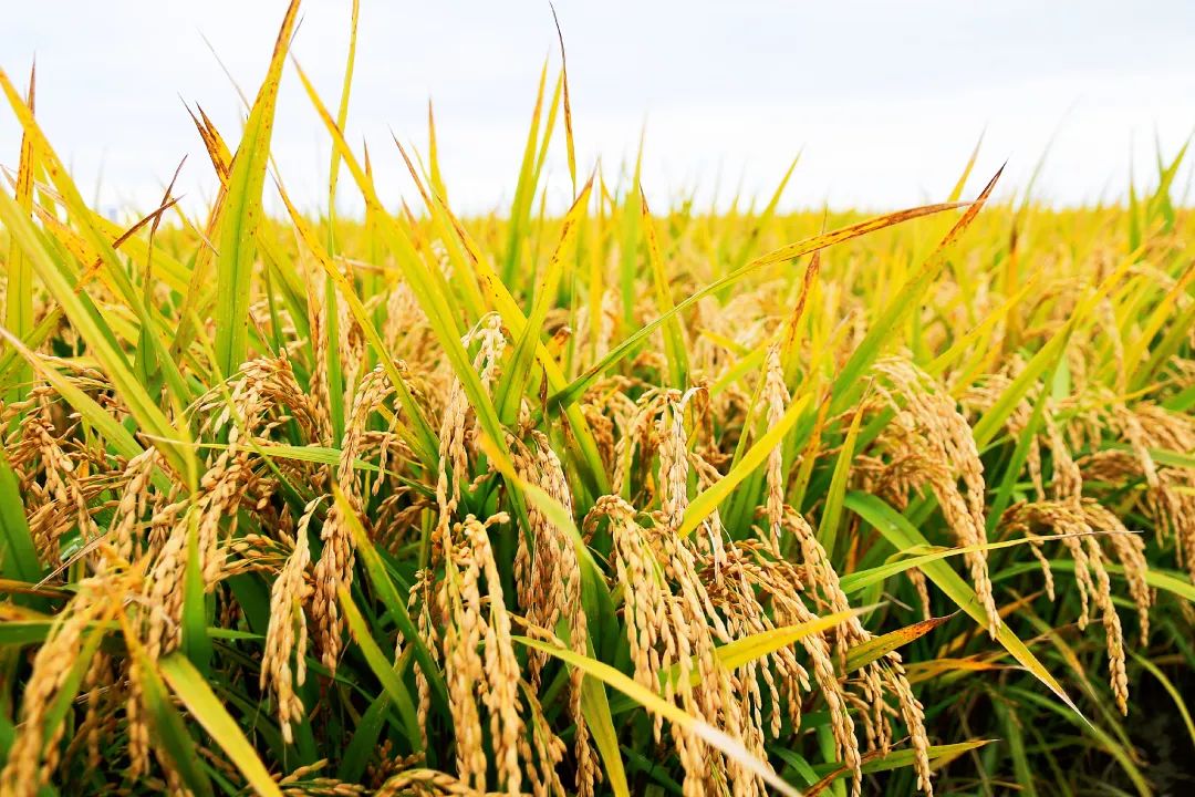 恩施富硒大米直播(恩施富硒米哪个品牌好)-硒宝网