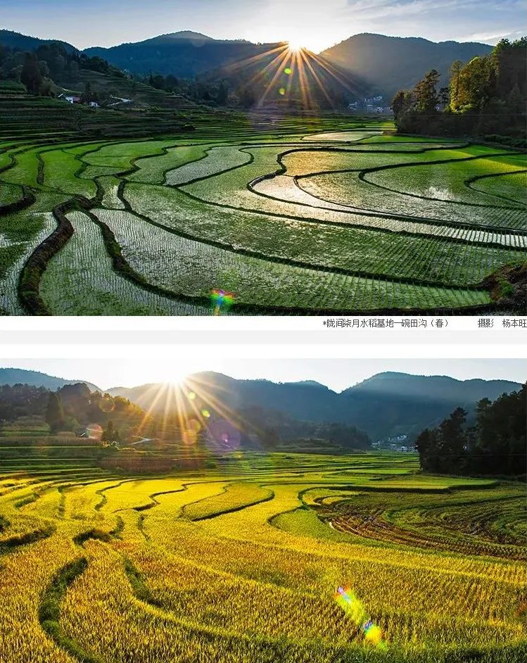 恩施富硒大米直播(恩施富硒米哪个品牌好)-硒宝网