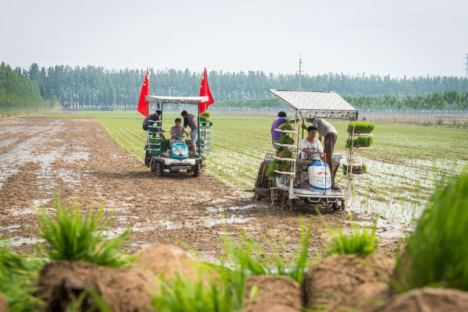 鱼台富硒大米增收(富硒大米的好处)-硒宝网