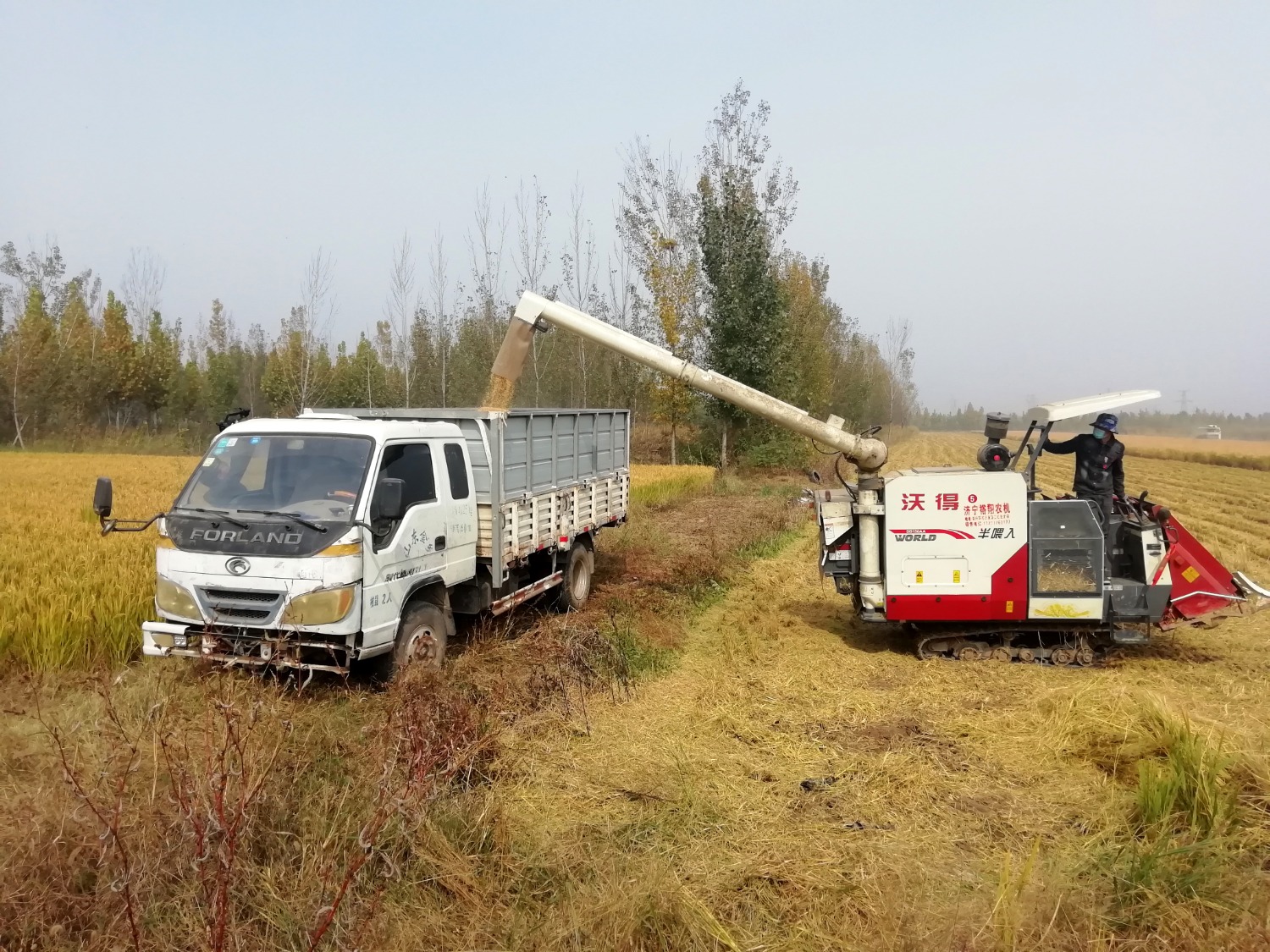 鱼台富硒大米增收(富硒大米的好处)-硒宝网