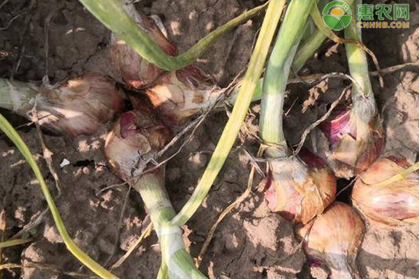 宝清富硒大米介绍（富硒大米营养表）-硒宝网