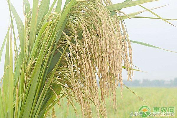 阜阳有机富硒大米(富硒大米市场前景)-硒宝网