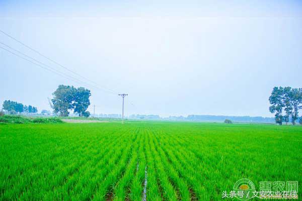 阜阳有机富硒大米(富硒大米市场前景)-硒宝网