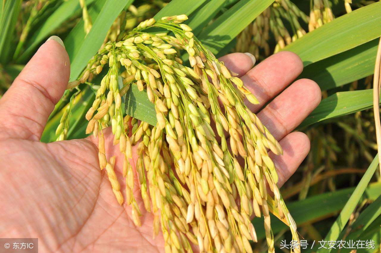 阜阳有机富硒大米(富硒大米市场前景)-硒宝网