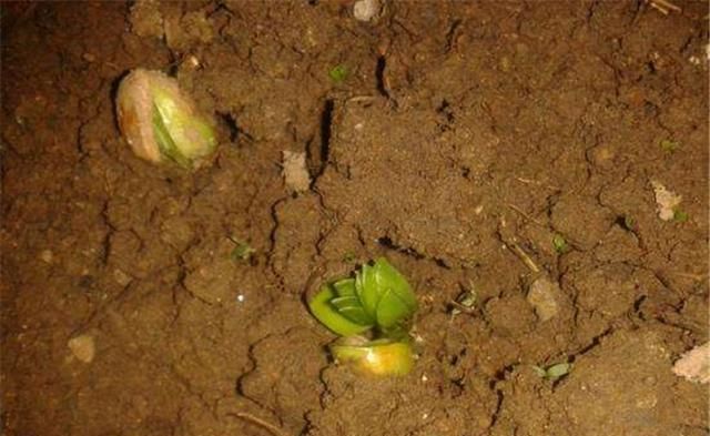 富硒大米种植方法(大米种植富硒方法和技术)-硒宝网