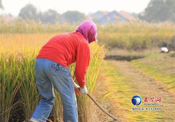 富硒大米种植方法(富硒大米怎么种)-硒宝网