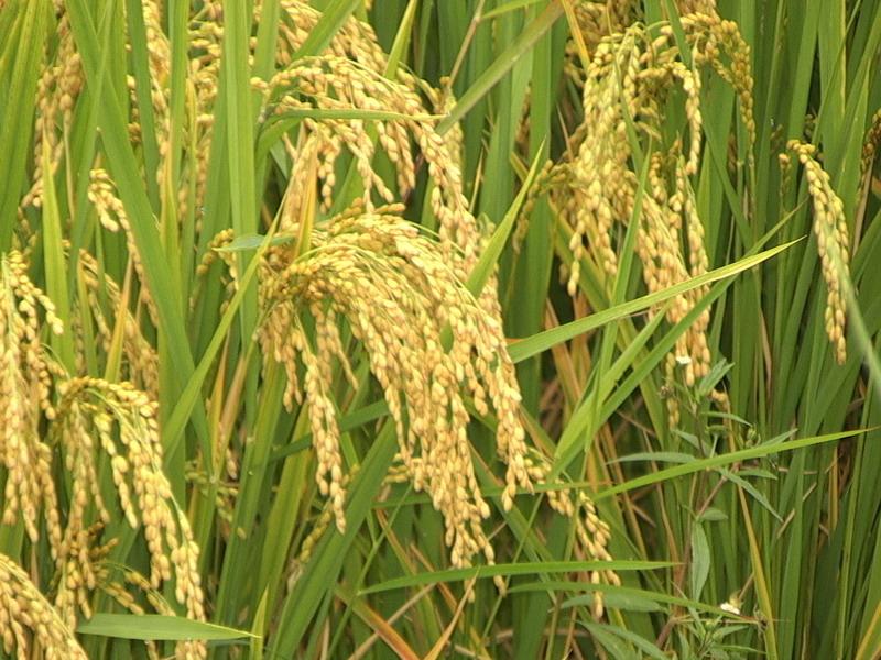 富硒大米怎样收费（富硒大米多少钱一公斤）-硒宝网