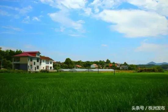 枫林铺子富硒大米(富硒大米)-硒宝网