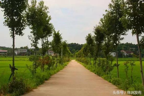 枫林铺子富硒大米(富硒大米)-硒宝网