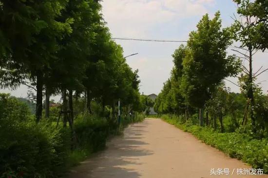 枫林铺子富硒大米(富硒大米)-硒宝网