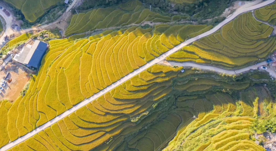 长春富硒有机大米(东北有机富硒大米)-硒宝网