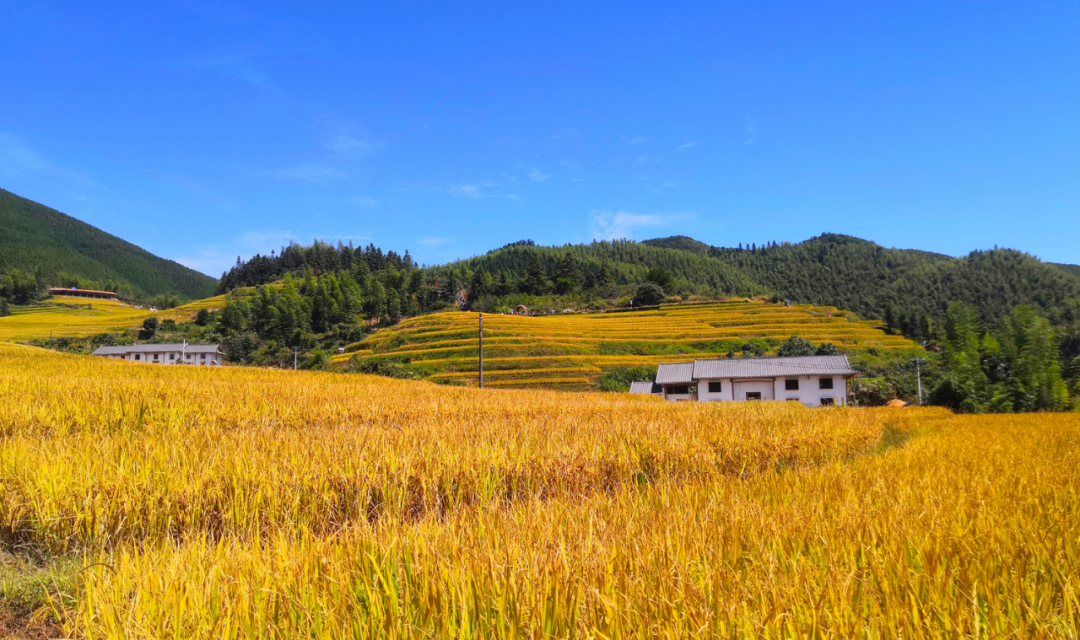 长春富硒有机大米(东北有机富硒大米)-硒宝网