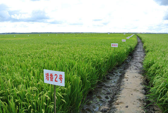 衢州有机富硒大米(富硒大米有机营养素是什么)-硒宝网