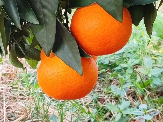 富硒有机大米直播(富硒大米好还是有机大米好)-硒宝网