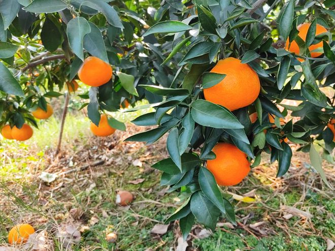 富硒有机大米直播(富硒大米好还是有机大米好)-硒宝网