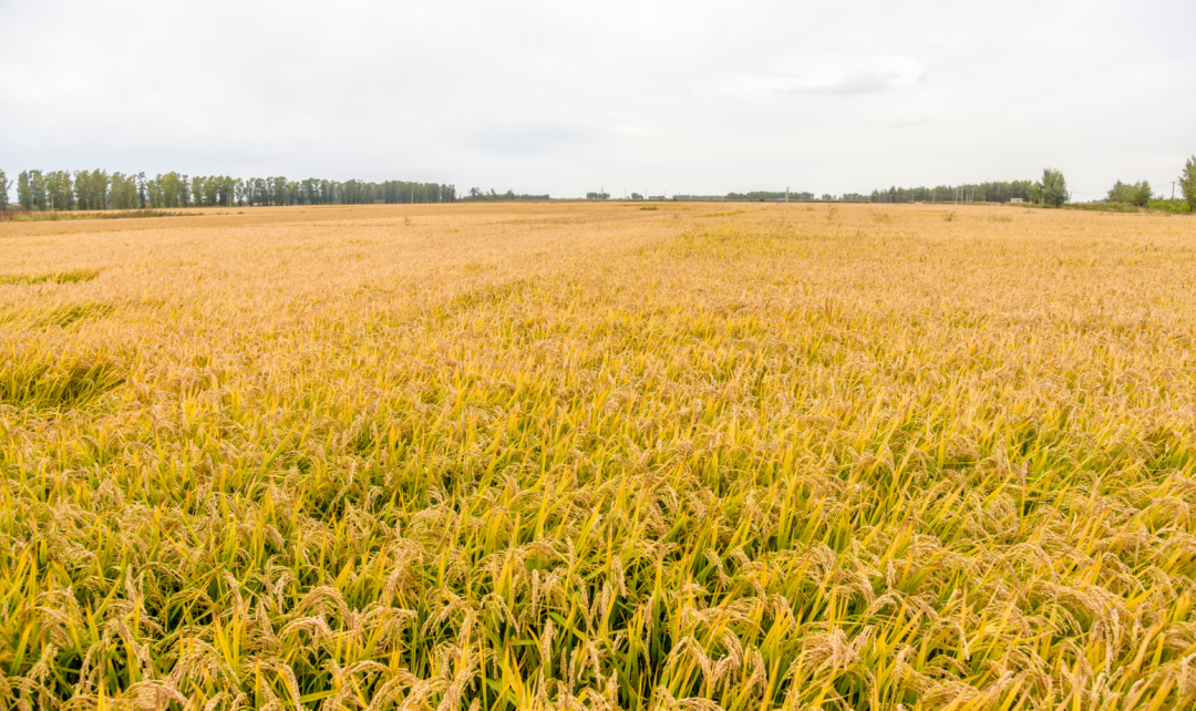 松原富硒大米好吗（富硒优质大米）-硒宝网