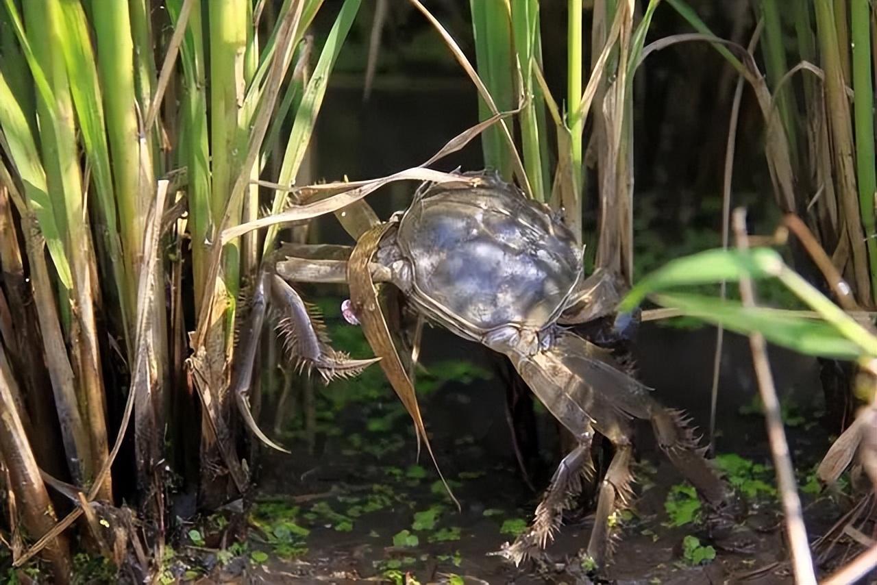 松原富硒大米好吗（富硒优质大米）-硒宝网
