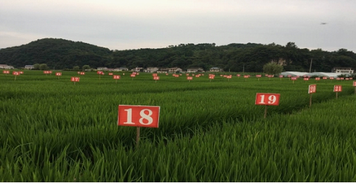 富硒大米产地研究（大米产地研究富硒的方法）-硒宝网