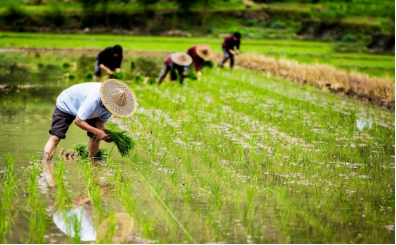 富硒大米产地研究（大米产地研究富硒的方法）-硒宝网