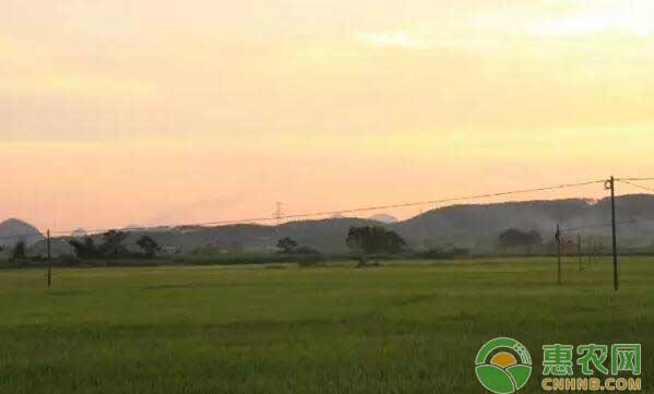 富硒鱼刺大米种植(大米鱼刺多吗)-硒宝网