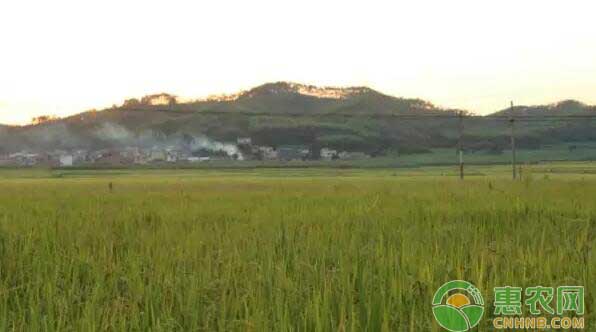 富硒鱼刺大米种植(大米鱼刺多吗)-硒宝网