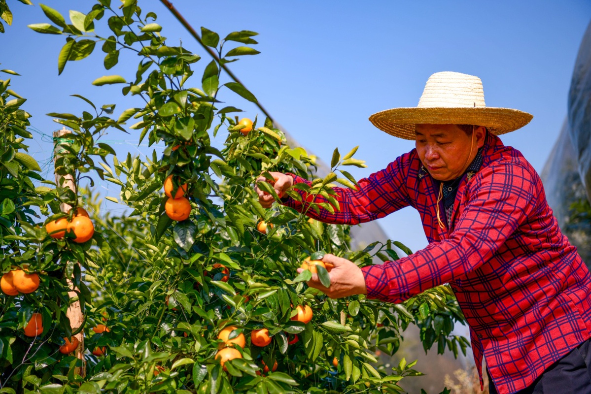 慈利富硒大米种植(富硒大米基地)-硒宝网