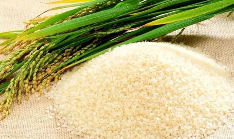 富硒大米种植时间(富硒大米种植技术)-硒宝网