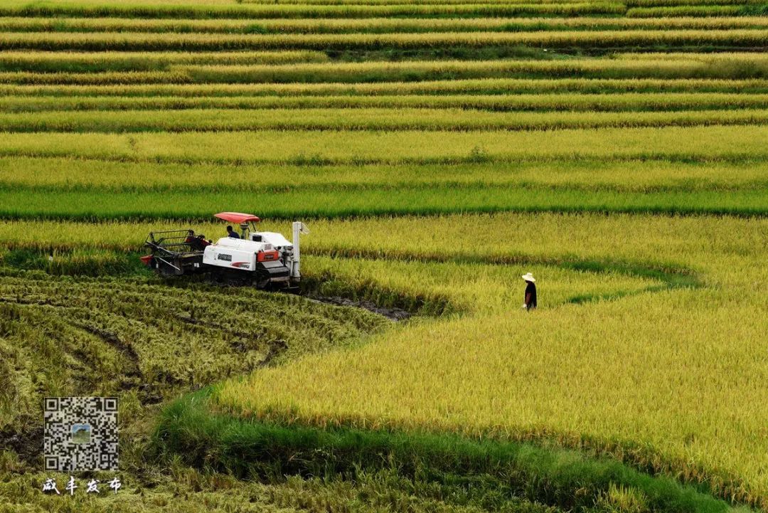 江西生态富硒大米(江西富硒大米多少钱一斤)-硒宝网