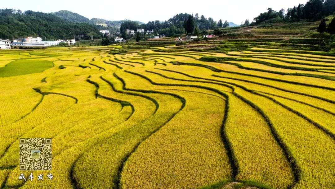 江西生态富硒大米(江西富硒大米多少钱一斤)-硒宝网