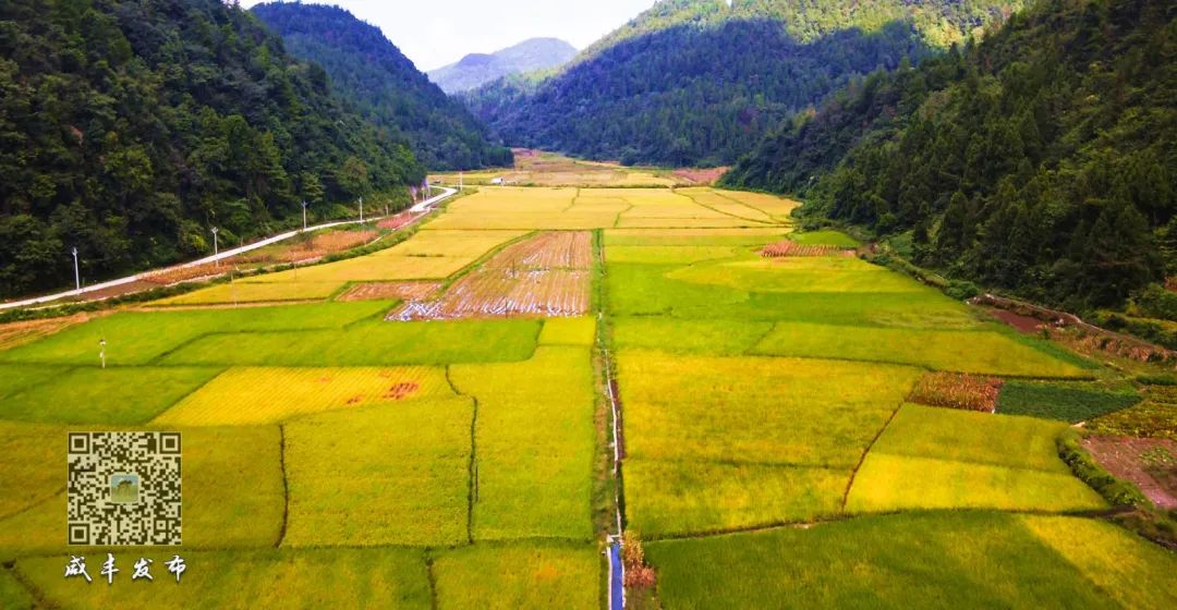 江西生态富硒大米(江西富硒大米多少钱一斤)-硒宝网