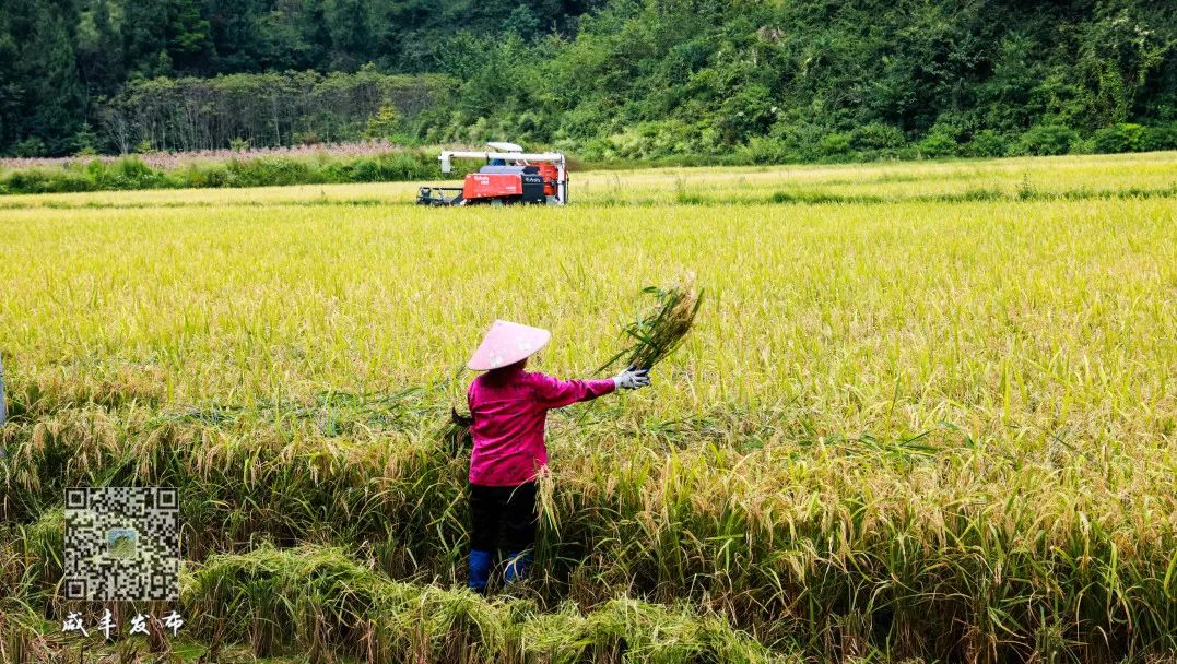 江西生态富硒大米(江西富硒大米多少钱一斤)-硒宝网