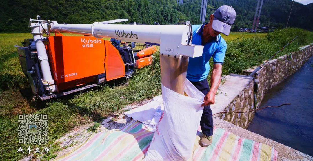 江西生态富硒大米(江西富硒大米多少钱一斤)-硒宝网