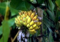 江西特产富硒大米（富硒大米之乡）-硒宝网