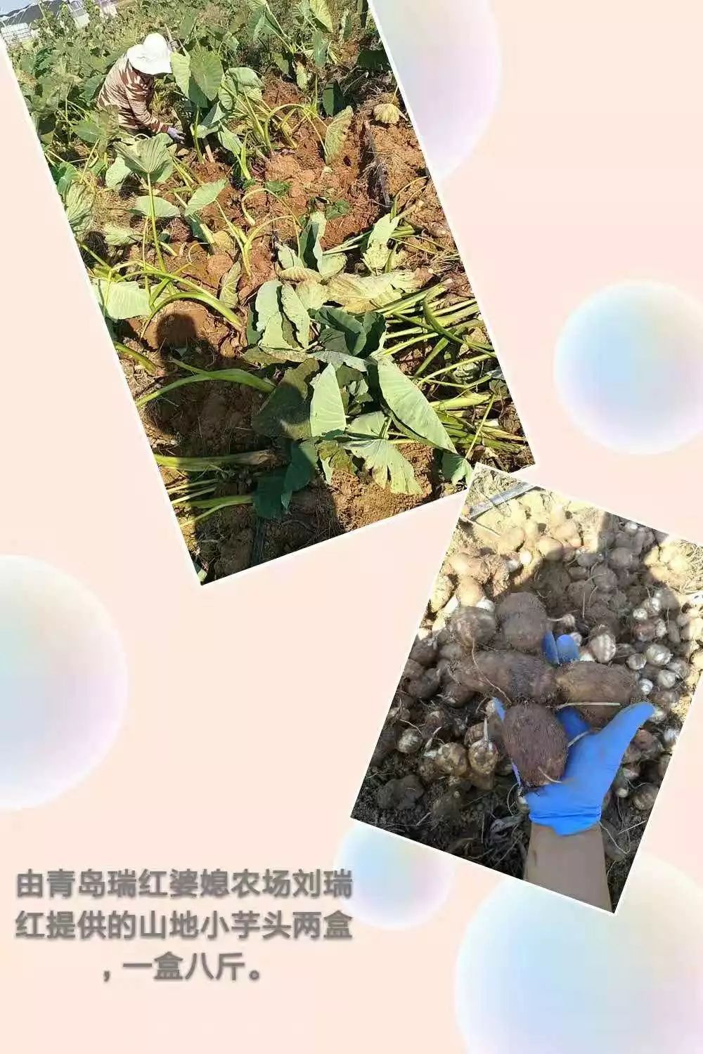 山东莒县富硒大米（郯城富硒大米价格）-硒宝网