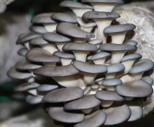 山东莒县富硒大米（郯城富硒大米价格）-硒宝网