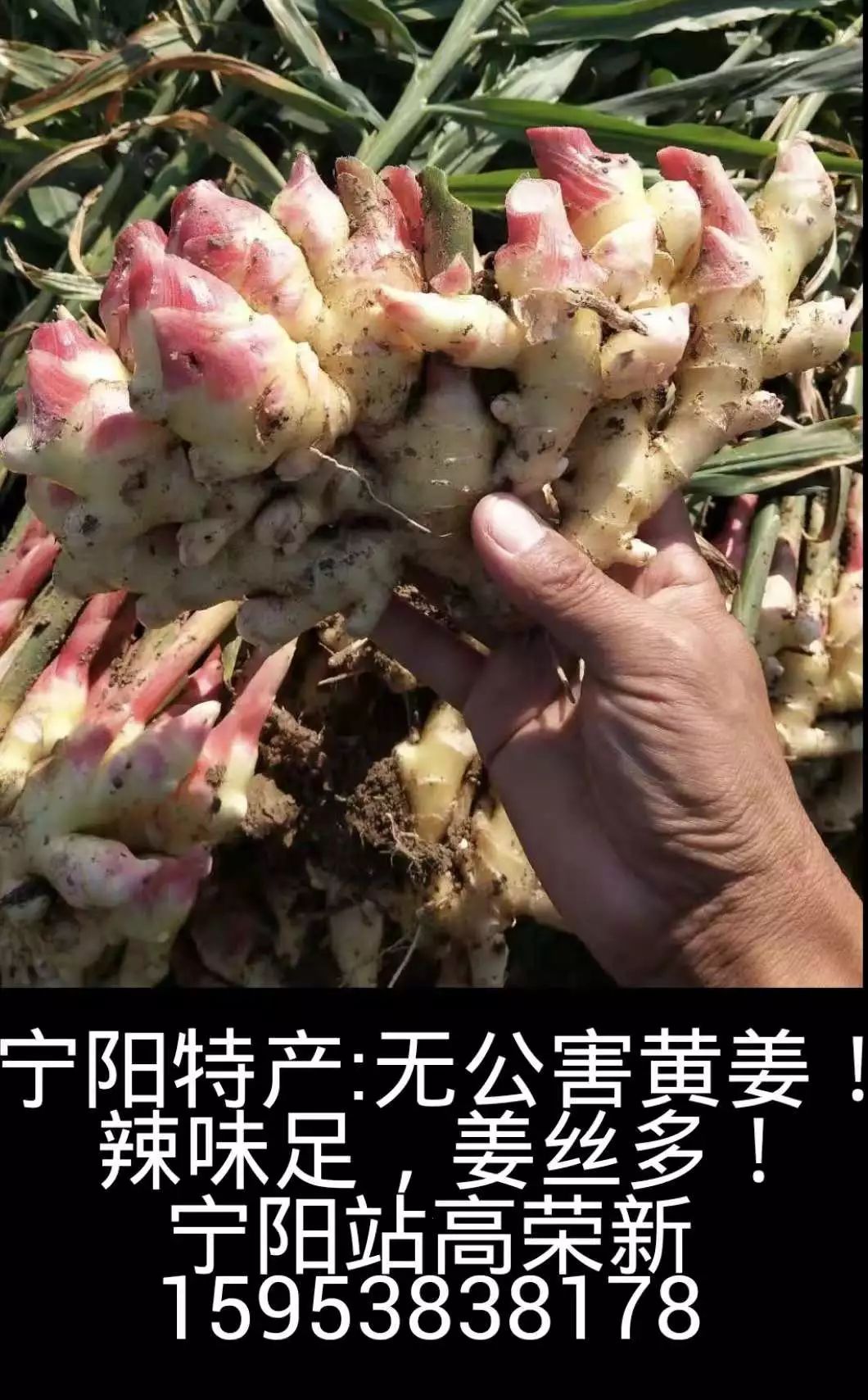 山东莒县富硒大米（郯城富硒大米价格）-硒宝网