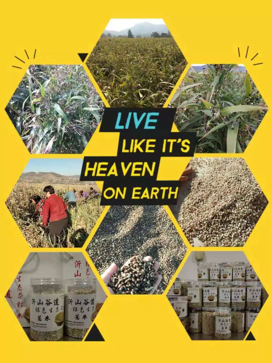 山东莒县富硒大米（郯城富硒大米价格）-硒宝网