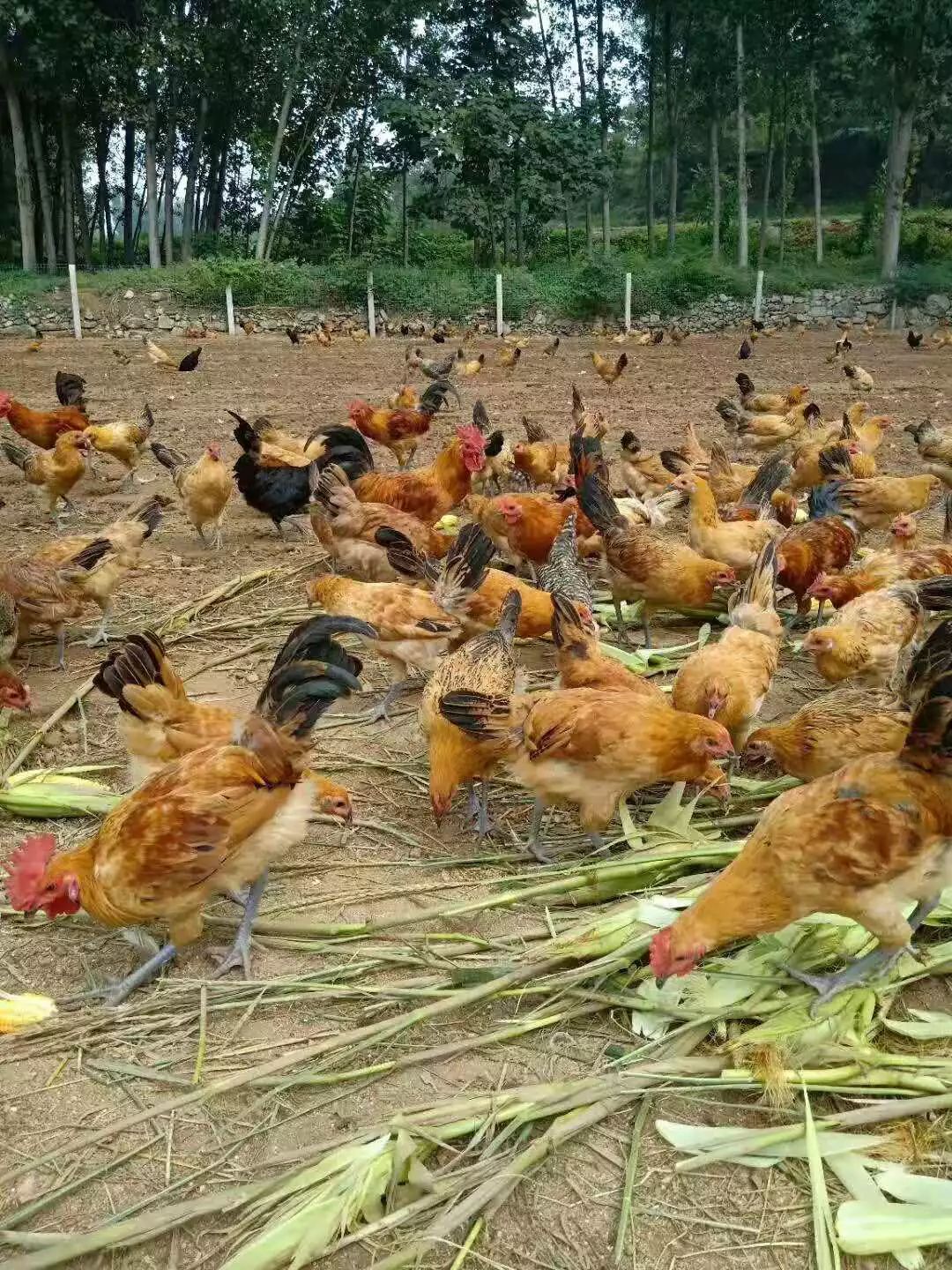 山东莒县富硒大米（郯城富硒大米价格）-硒宝网