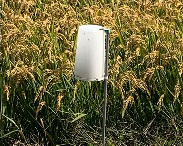 佳木斯富硒锌大米（大米锌佳木斯富硒含量高吗）-硒宝网