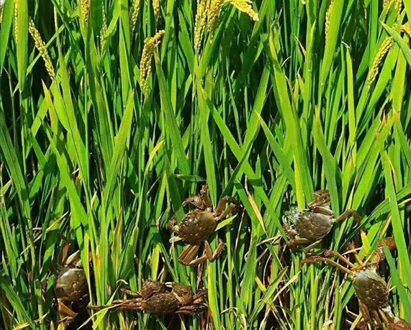 佳木斯富硒锌大米（大米锌佳木斯富硒含量多少）-硒宝网