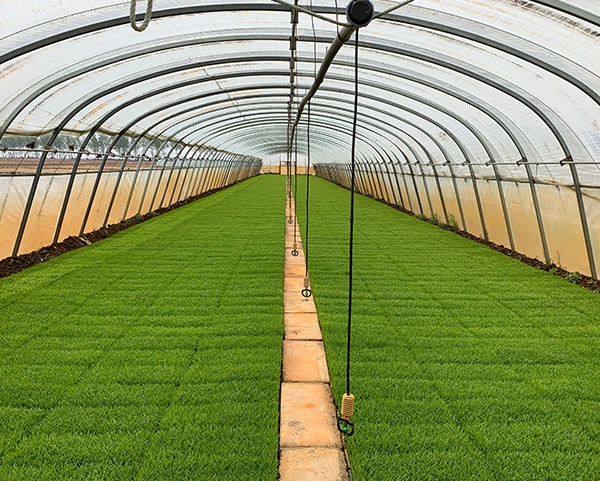 佳木斯富硒锌大米（大米锌佳木斯富硒含量多少）-硒宝网