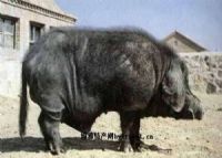 河北隆化富硒大米(隆回富硒大米)-硒宝网