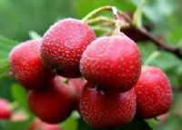 河北隆化富硒大米(隆回富硒大米)-硒宝网