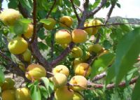 河北隆化富硒大米(隆回富硒大米)-硒宝网