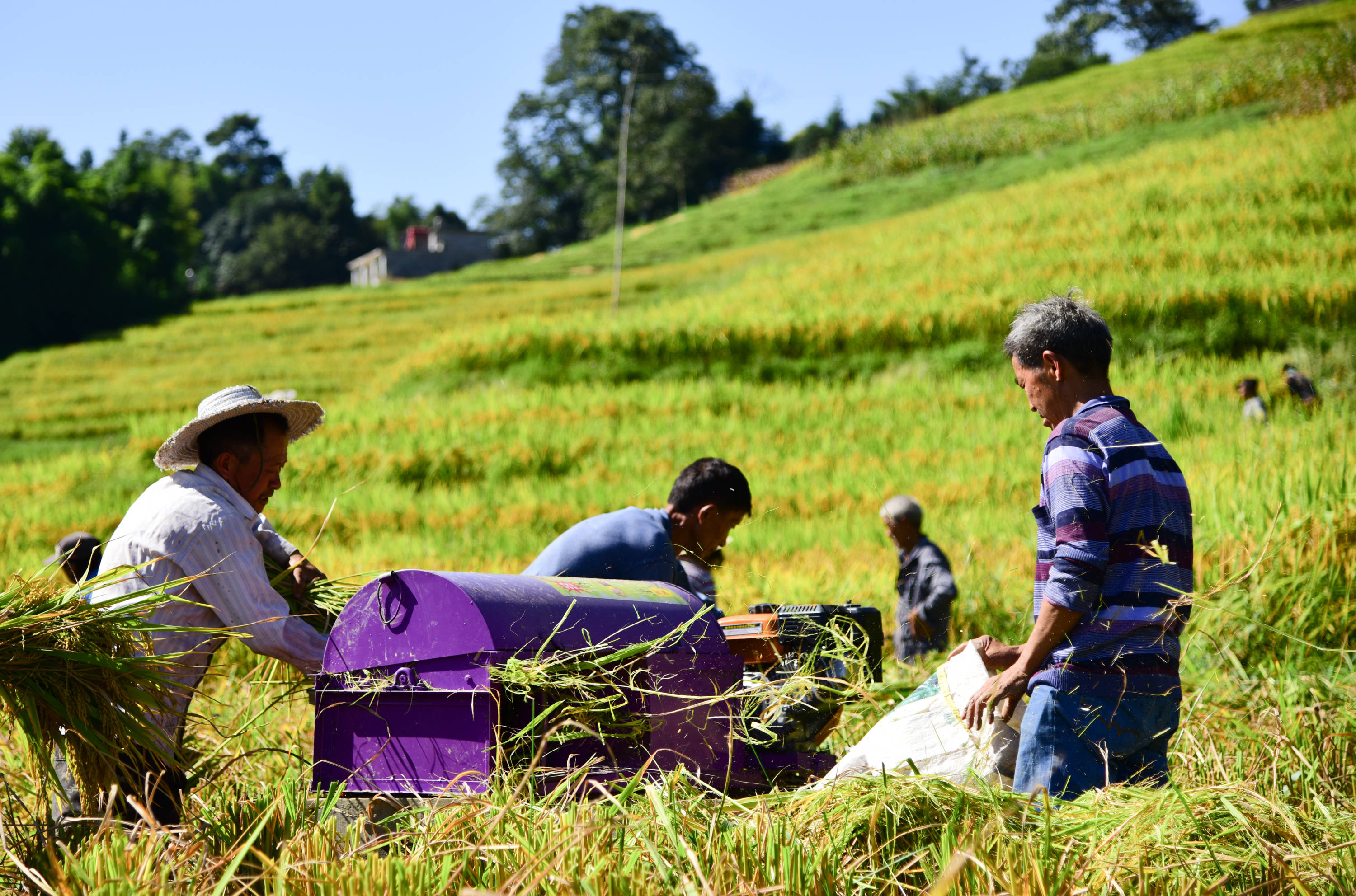 康县富硒大米产地（富硒优质大米）-硒宝网