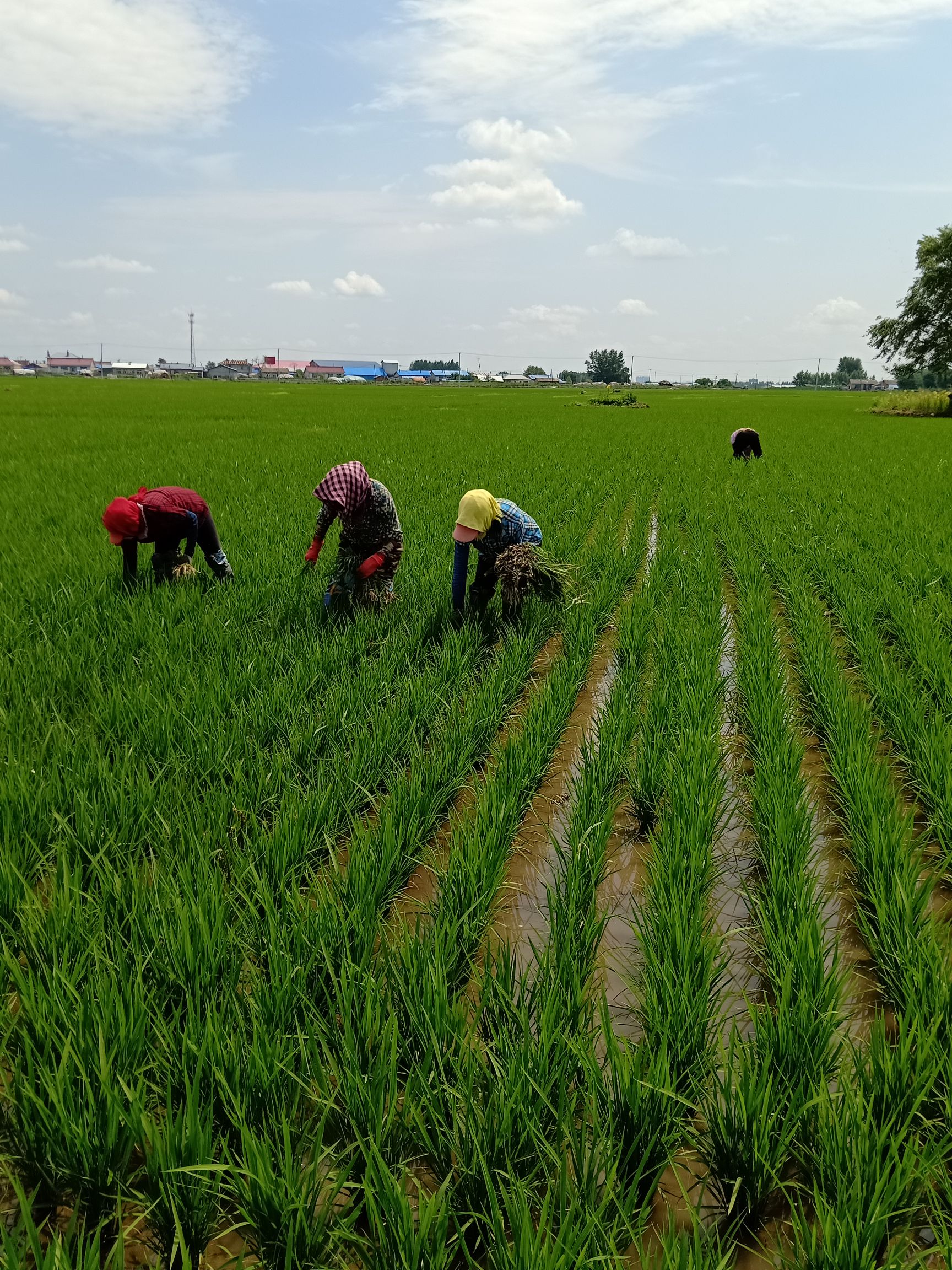 康县富硒大米产地（富硒优质大米）-硒宝网
