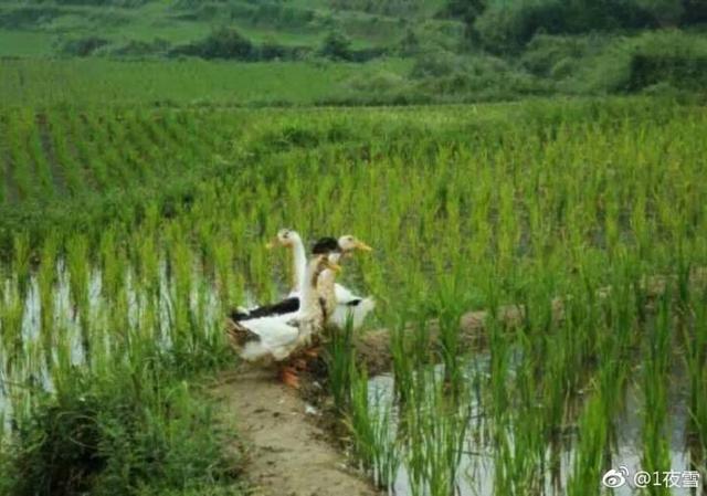 富硒大米种植时间（大米种植富硒时间是多少）-硒宝网